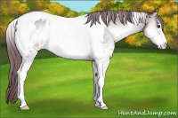 Horse Color:White Spotted Chocolate Brown Chinchilla Onyx Mushroom Tobiano Blanket Rabicano 