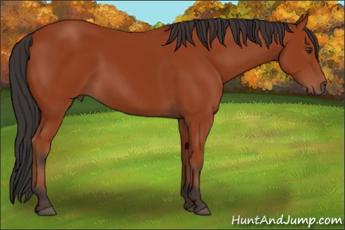Horse Color:Bay 