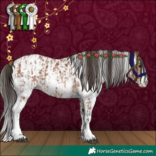 Horse Color:Bay Sabino Rabicano  and Bay Sabino Appaloosa Rabicano 
