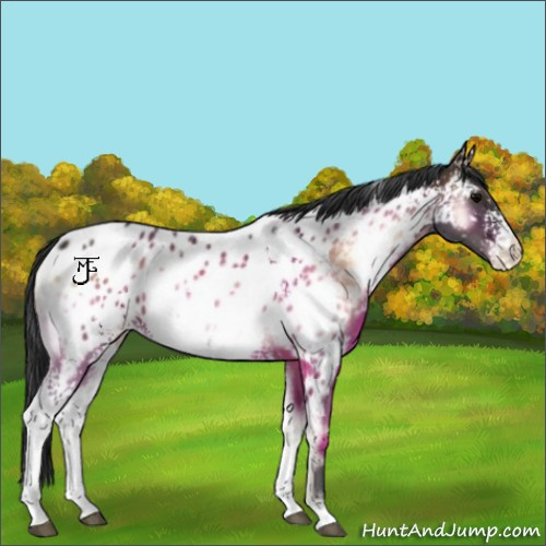 Horse Color:White Spotted Bay Onyx Appaloosa 