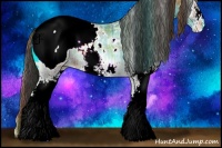Horse Color:Plaid  White Spotted Brown Ice Onyx Appaloosa 