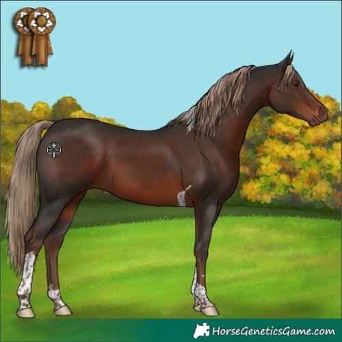Horse Color:Liver Chestnut Tobiano