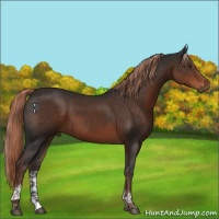 Horse Color:Liver Chestnut Tobiano 