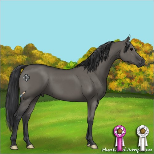 Horse Color:Grullo 