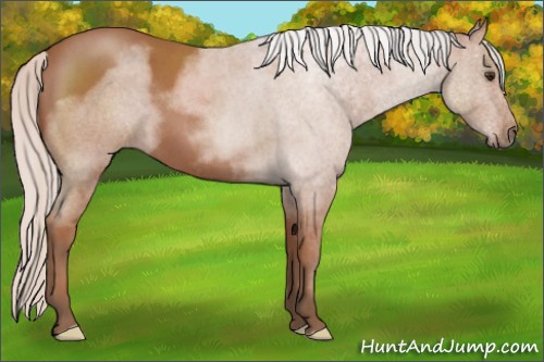 Horse Color:Silver Bay Roan 