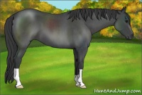 Horse Color:Blue Roan 