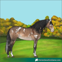 Horse Color:White Spotted Brown Dun Sabino Splash 