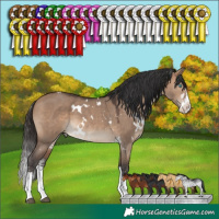 Horse Color:White Spotted Brown Dun Sabino Splash 