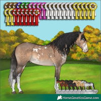 Horse Color:White Spotted Brown Dun Sabino Splash 