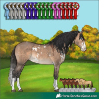 Horse Color:White Spotted Brown Dun Sabino Splash 
