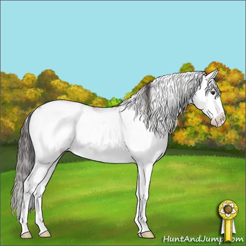 Horse Color:Bay Sabino Splash 