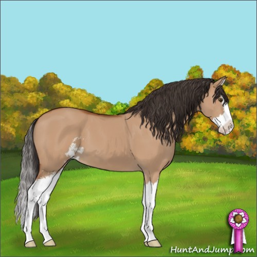Horse Color:Bay Dun Sabino Splash 