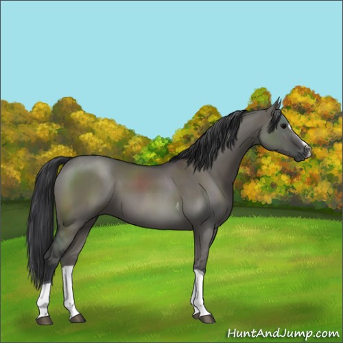 Horse Color:Grullo Sabino Tobiano 
