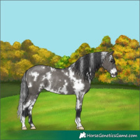 Horse Color:White Spotted Grullo Rabicano 