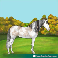 Horse Color:White Spotted Brown Dun Splash Rabicano 