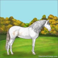 Horse Color:White Spotted Brown Pearl Dun Splash Tobiano Rabicano 