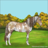 Horse Color:White Spotted Black Pearl Rabicano 