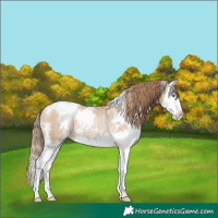 Horse Color:White Spotted Grullo Pearl Sabino Splash Rabicano 