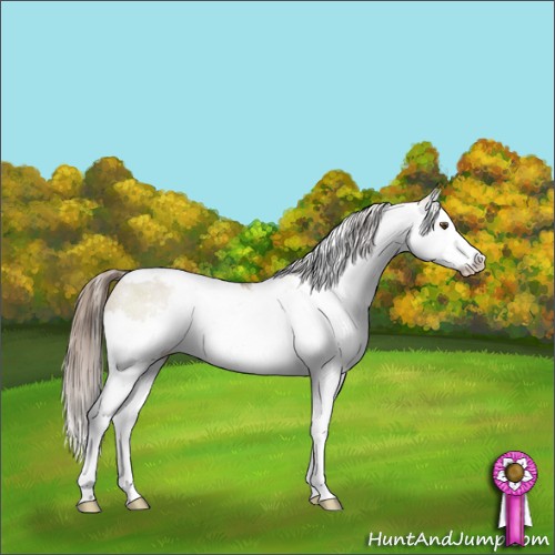 Horse Color:White Spotted Grullo Pearl Sabino Splash Rabicano 