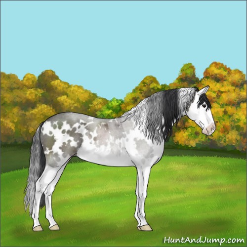 Horse Color:White Spotted Grullo Sabino Splash Rabicano