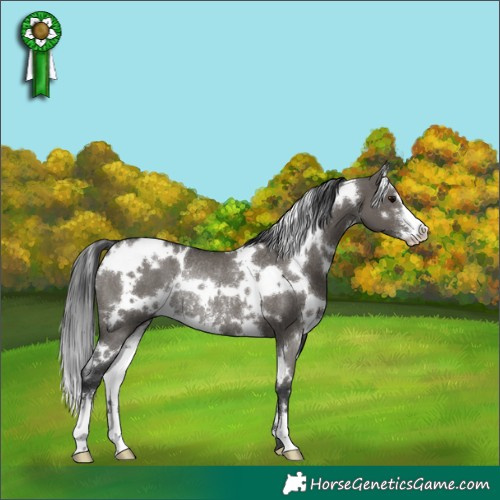 Horse Color:White Spotted Grullo Sabino Rabicano 