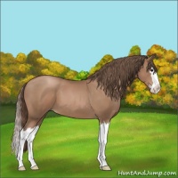 Horse Color:Black Pearl Sabino Splash 