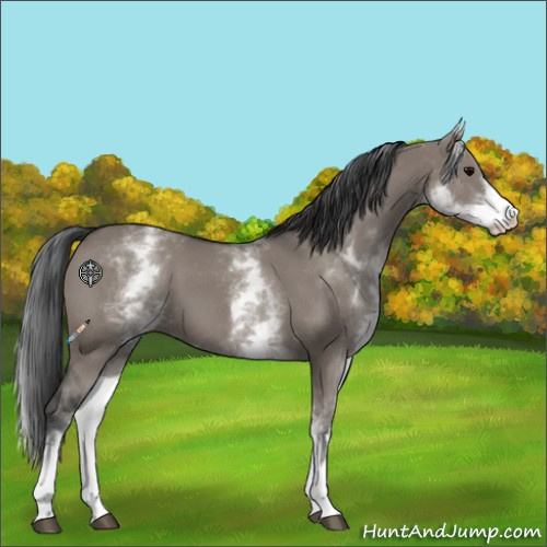 Horse Color:White Spotted Grullo 