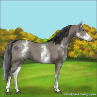 Horse Color:White Spotted Grullo