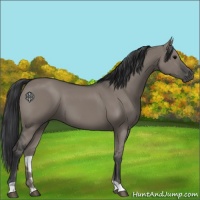 Horse Color:Grullo 