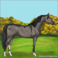 Horse Color:Grullo Brindle 