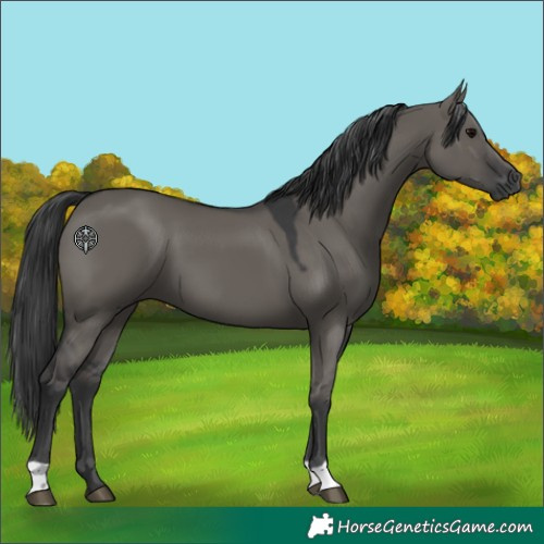 Horse Color:Grullo 