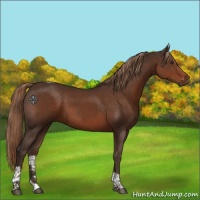 Horse Color:Liver Chestnut Tobiano 