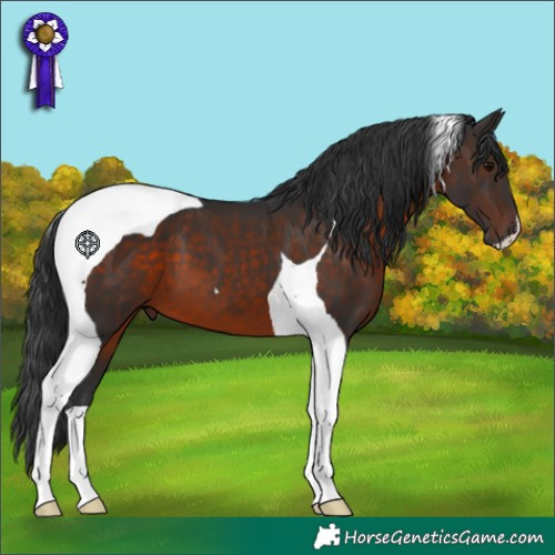 Horse Color:Brown Tobiano 