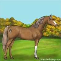 Horse Color:Chocolate Palomino 