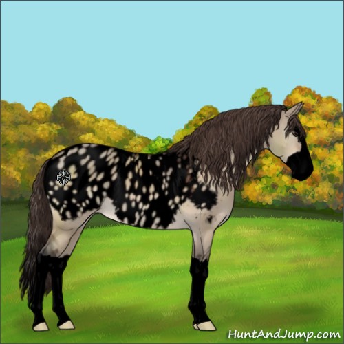 Horse Color:Void Brown Dun Splash Appaloosa 