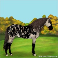 Horse Color:Void Brown Dun Splash Near Leopard