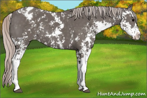 Horse Color:Silver Black Sabino Appaloosa 