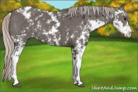 Horse Color:Silver Black Sabino Appaloosa 