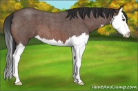 Horse Color:Brown Roan Splash