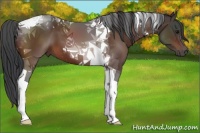 Horse Color:Bay Tobiano 