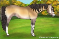Horse Color:Buckskin Onyx 