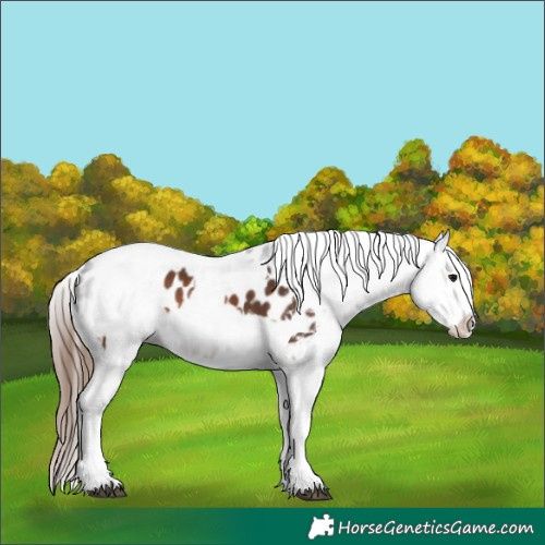 Horse Color:Brown Splash Tobiano Appaloosa  and Gray Brown Splash Tobiano Appaloosa 