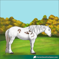 Horse Color:Brown Splash Tobiano Appaloosa  and Gray Brown Splash Tobiano Appaloosa 