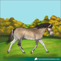 Horse Color:Buckskin Onyx 