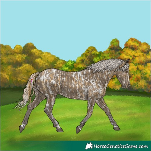 Horse Color:Buckskin Dun Near Leopard and Silver Smoky Black