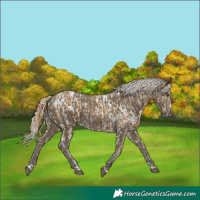 Horse Color:Buckskin Dun Near Leopard  and Silver Smoky Black 