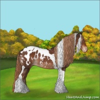 Horse Color:Liver Chestnut Tobiano Appaloosa Rabicano 