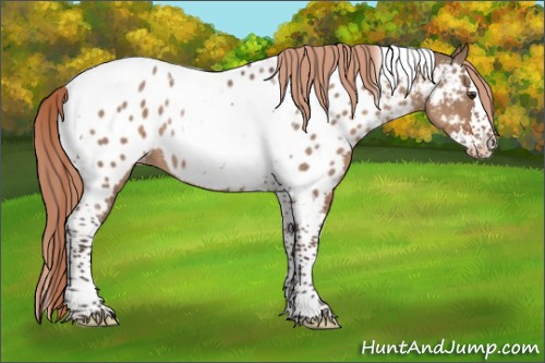 Horse Color:Liver Red Dun Splash Tobiano Near Leopard Rabicano