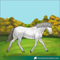 Horse Color:Brown Tobiano Near Fewspot Rabicano 