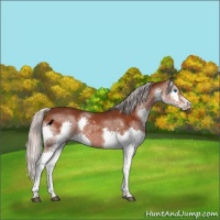 Horse Color:Silver Bay Splash Rabicano 